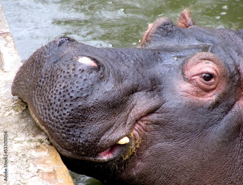 Close up of the head of a hippopotamus