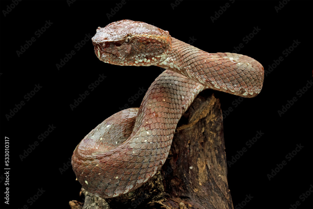 Brown wood snake isolated on black background, deadly high venomous snake, trimeresurus puniceus