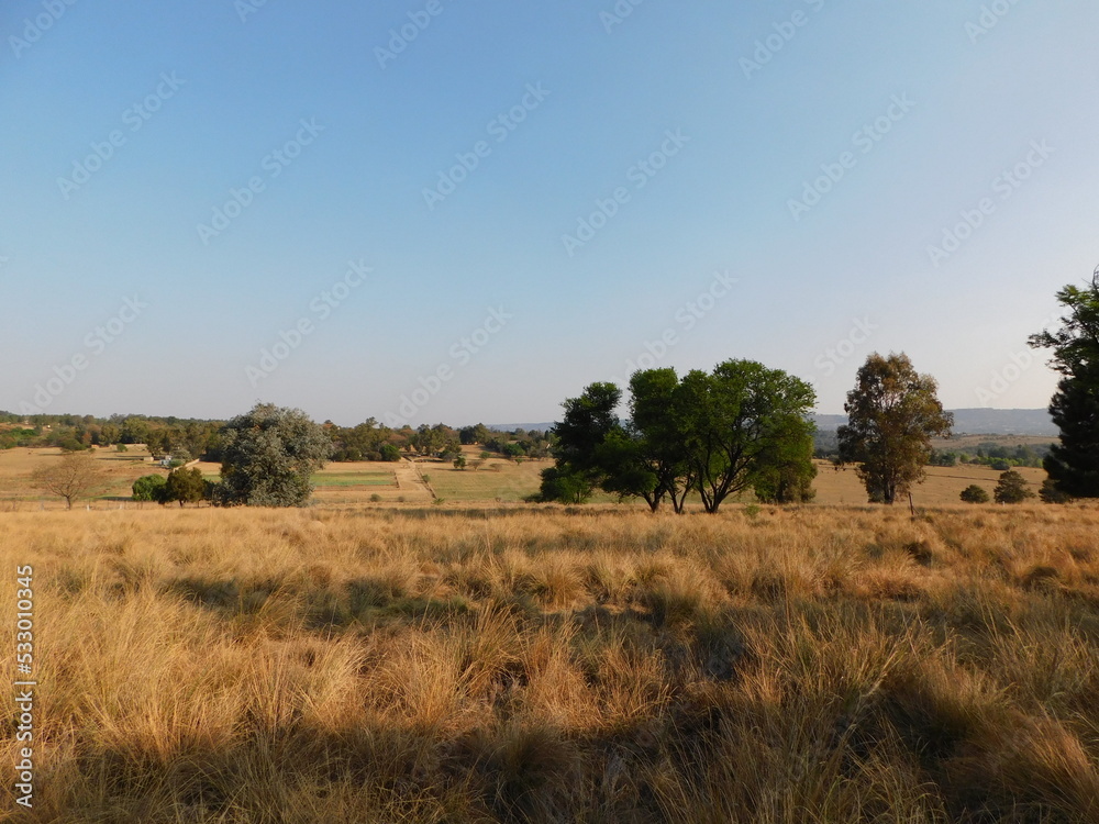 Large, green and brown Thorn Trees and Pine Trees surrounded by a dull, golden grassland under a blue clear sky in Gauteng, South Africa