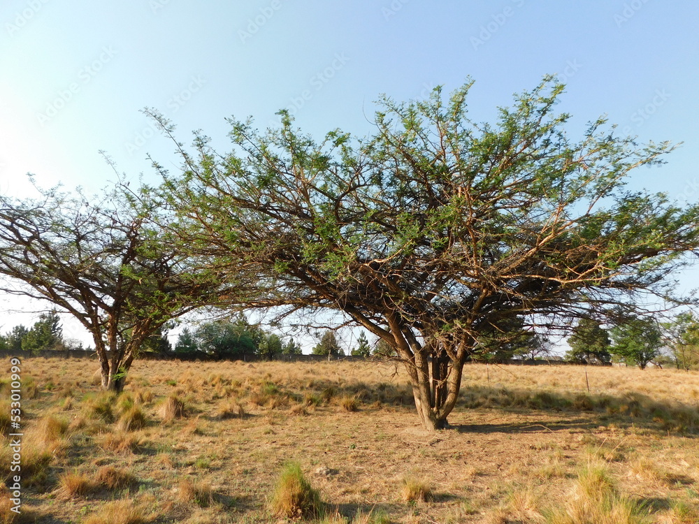 Large Thorn trees surrounded by golden grass fields under a clear light blue sky in the late afternoon just before sundown, in Gauteng, South Africa