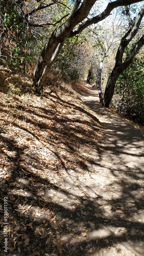 Obraz premium path in the forest