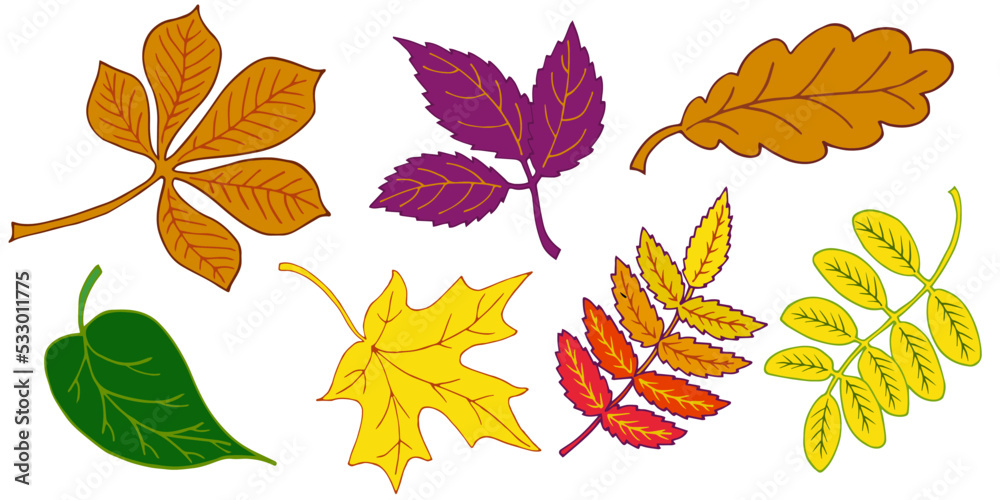Fototapeta premium set autumn leaves chestnut, maple, mountain ash, acacia, oak, and lilac for making autumn wreaths