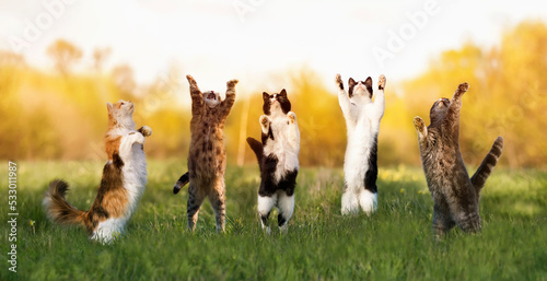 Canvas Print group of five beautiful and different cats stand on the green grass on their hin