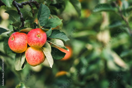 Red apples (Ingrid Marie) on a branch.  photo