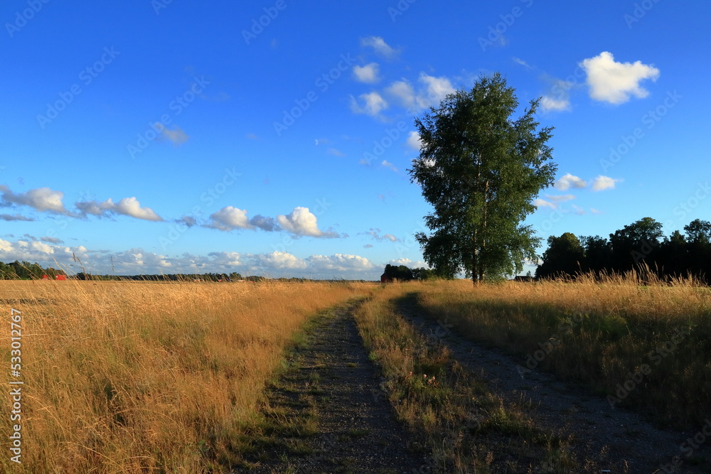 Small countryside road. Next to a field or meadow. One summer day in August. Nobody home. Near Skara, Sweden, Europe.