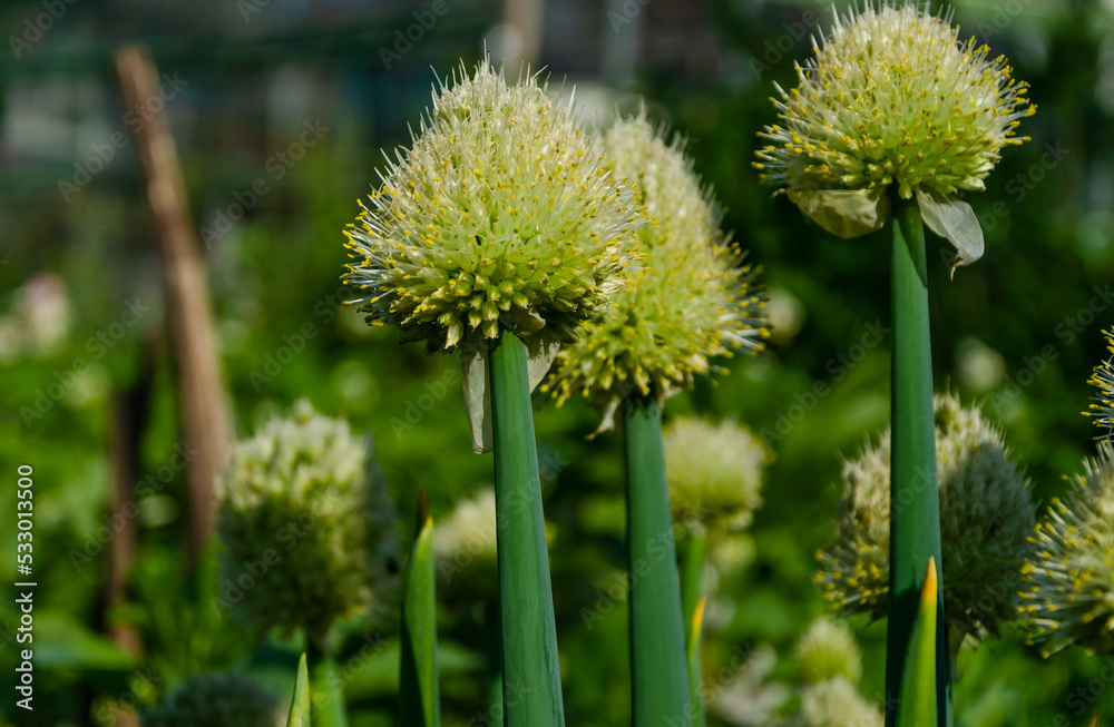 Ripe onion head with seeds on the stalk. Ripe onion head with seeds on the stalk.