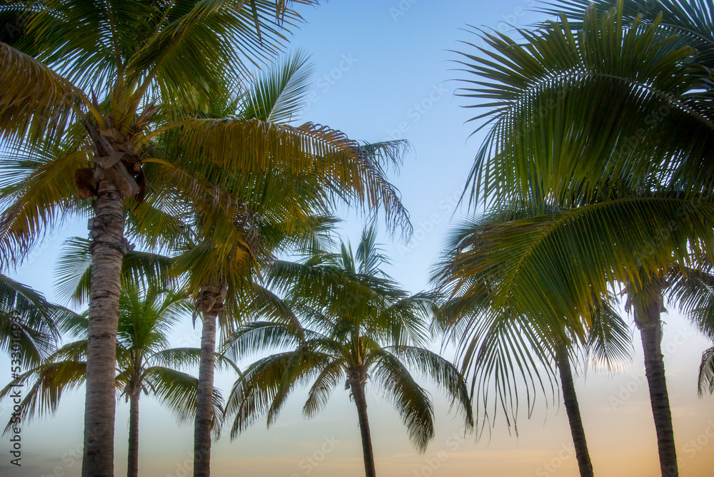 Obraz premium Cancun Palm trees at sunset