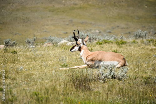 antelope in the grass