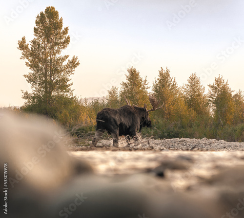 Bull Shiras Moose crosses the Gros Ventre River near Jackson, Wyoming on a chilly autumn morning photo