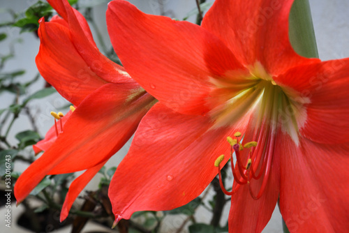 Red Flowers in the Wall - Hippeastrum striatum