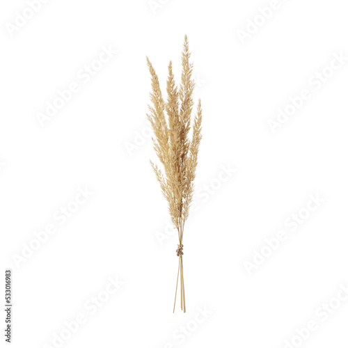 Dry spikelet