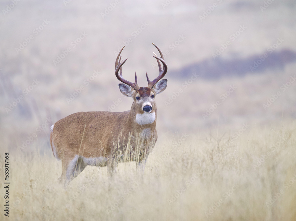 Whitetail Deer buck standing alert in a natural grassy meadow during the autumn breeding season Whitetail Deer buck standing alert in a natural grassy meadow during the autumn breeding season