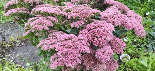 Sedum - succulent belongs to the family tolstyankah The name can be translated as sitting It is not surprising because the flower of the sedum has no stony surfaces it grows on almost any photo