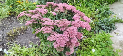 Sedum - succulent belongs to the family tolstyankah The name can be translated as sitting It is not surprising because the flower of the sedum has no stony surfaces it grows on almost any photo