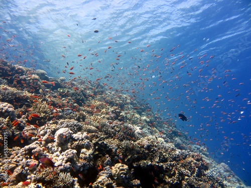 Fototapeta Naklejka Na Ścianę i Meble -  red sea fish and coral reef of the blue hole dive spot in egypt