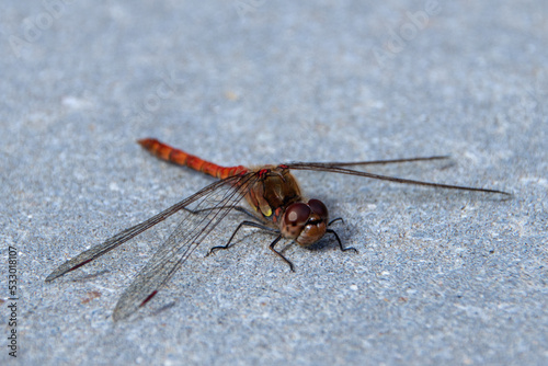 close up of a dragonfly