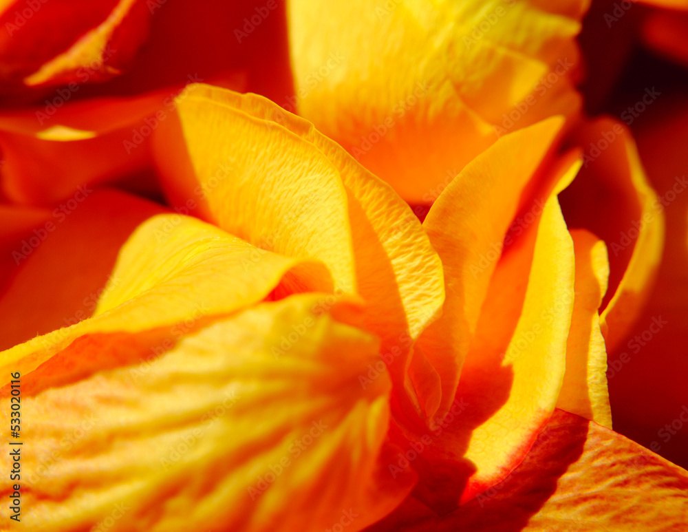 orange Roses 