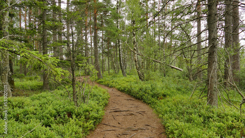 Hamra Nationalpark, Schweden photo