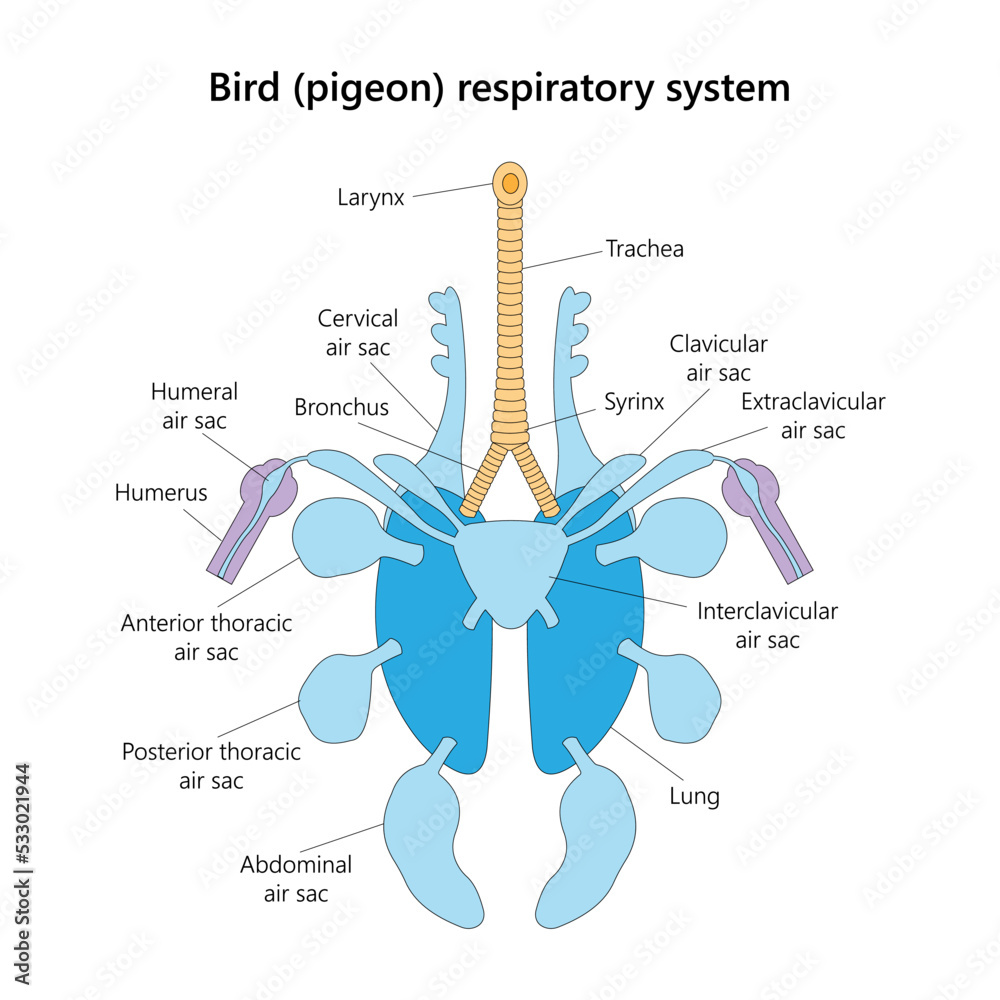Bird (pigeon) respiratory system in ventral view. Vector illustration