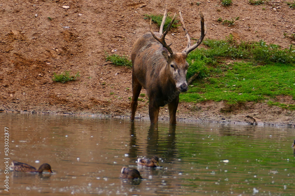 Fototapeta premium Davidhirsch am Wasser