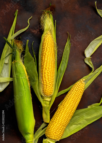 Close-up of sweet corn ears. Ripe golden corn cobs on black background. Dark low key photo. Flat lay composition. Copy space.