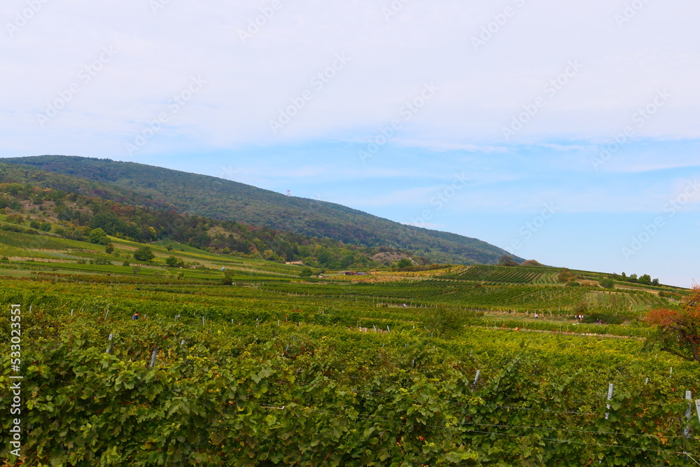 Gumpoldskirchner Weinberge