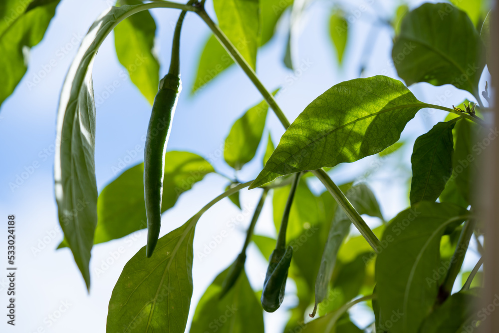 Green chilli close up from the chilli plant with isolated sky background Green chilli close up from the chilli plant with isolated sky background