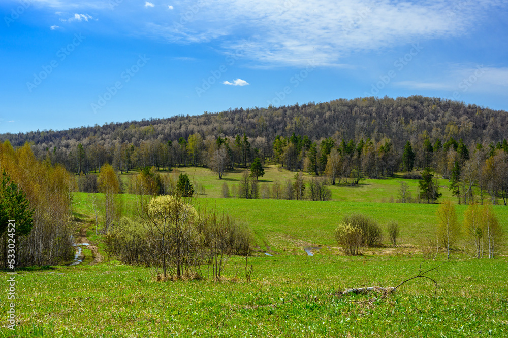 Fototapeta premium South Ural forest with a unique landscape, vegetation and diversity of nature.
