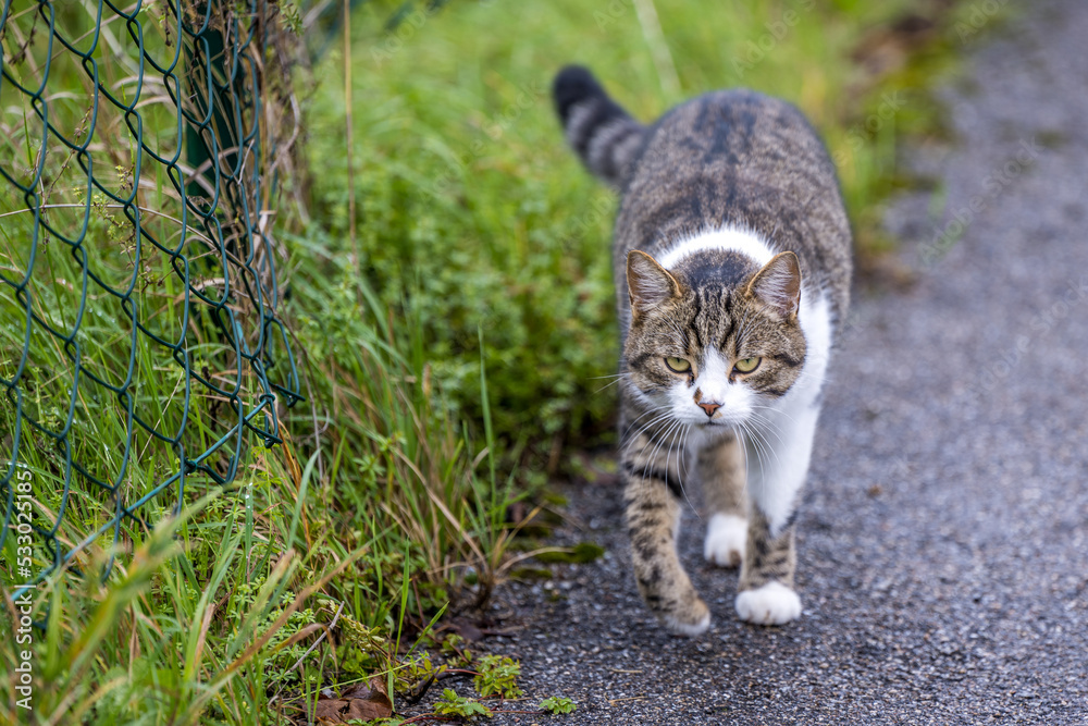 Obraz premium graue Tigerkatze 