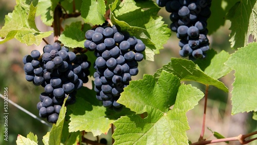 Close-up of dark grapes on a vine