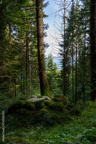 Fototapeta Naklejka Na Ścianę i Meble -  Switzerland Hike in the forest with view of lake