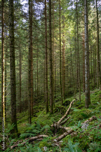 Forest in Switzerland Alps