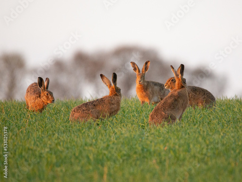 Fotografia A group of hares at dawn