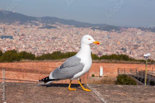 Seagull standing resting at the Montjuic Castle in Barcelona  Spain