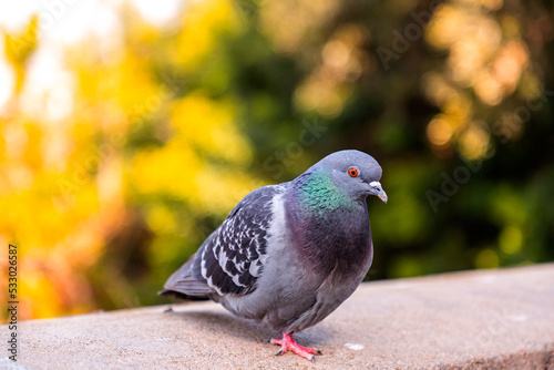 Pigeon standing resting at the Montjuic Castle in Barcelona, Spain