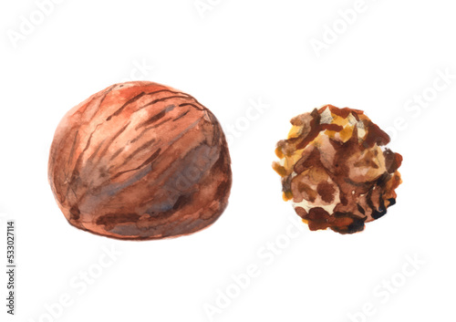 Walnuts painted in watercolor on a white background.