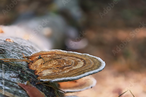 artist´s bracket, ganoderma applanatum, mushroom in forest photo