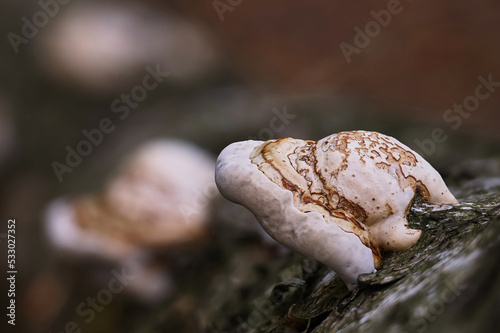 birch polypore mushroom in forest on tree photo