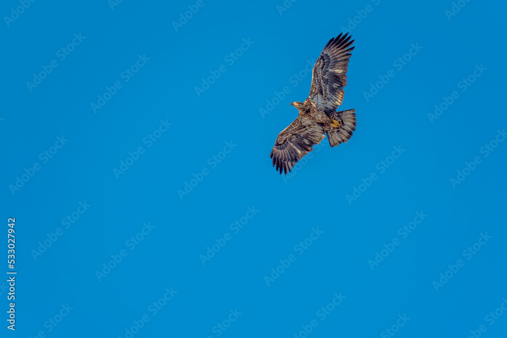 Juvenile Bald Eagle Flying In A Blue Sky