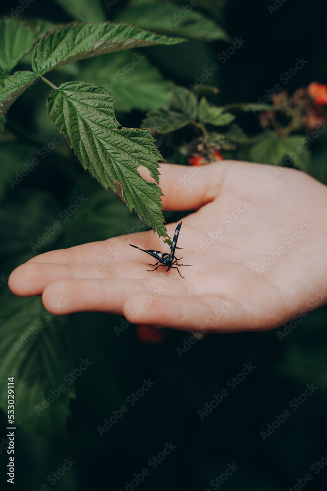 Obraz premium moth on a child's palm, the concept of protecting nature