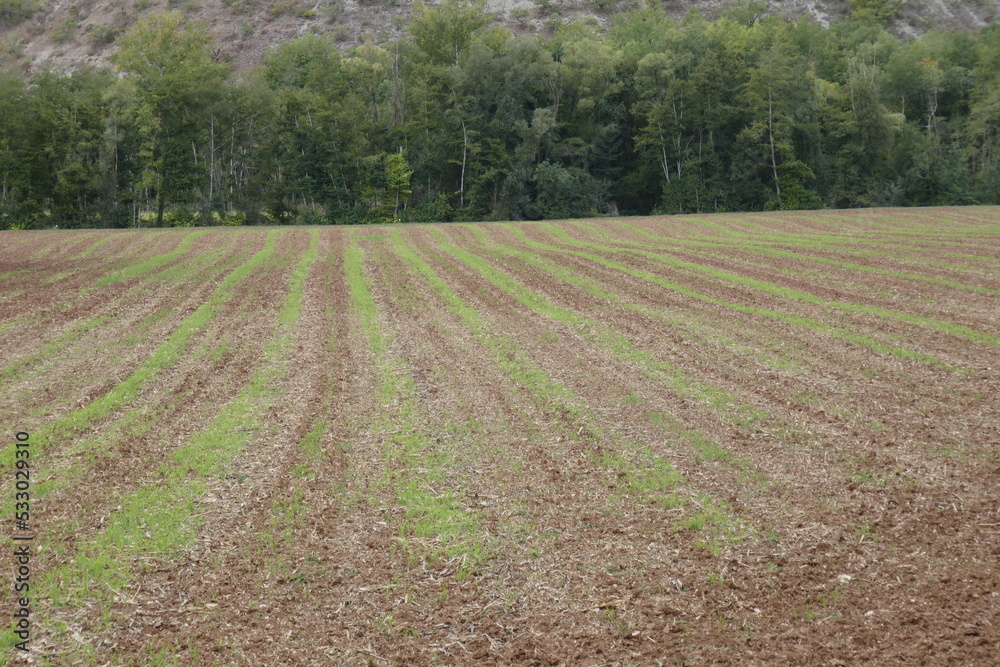 striped rows of newly sown crops striped rows of newly sown crops