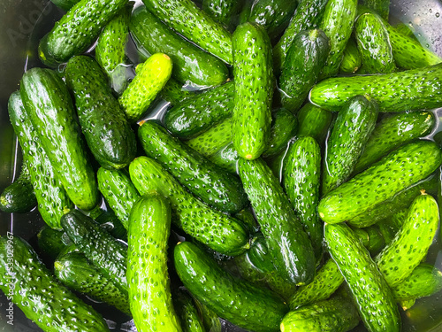 Small cucumbers in a container with water, or washing cucumbers for pickling.