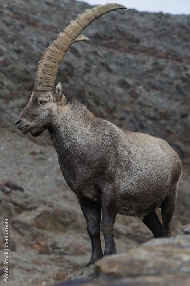 Wild ibex in the Alpine landscape, Stelvio National Park Italy.