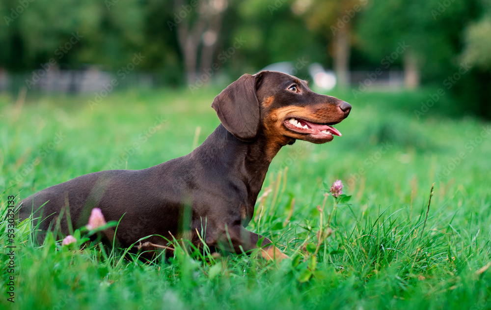 The dachshund is brown to her half year. The dog stands on a background of blurred green grass. She looks away. The photo is blurred.