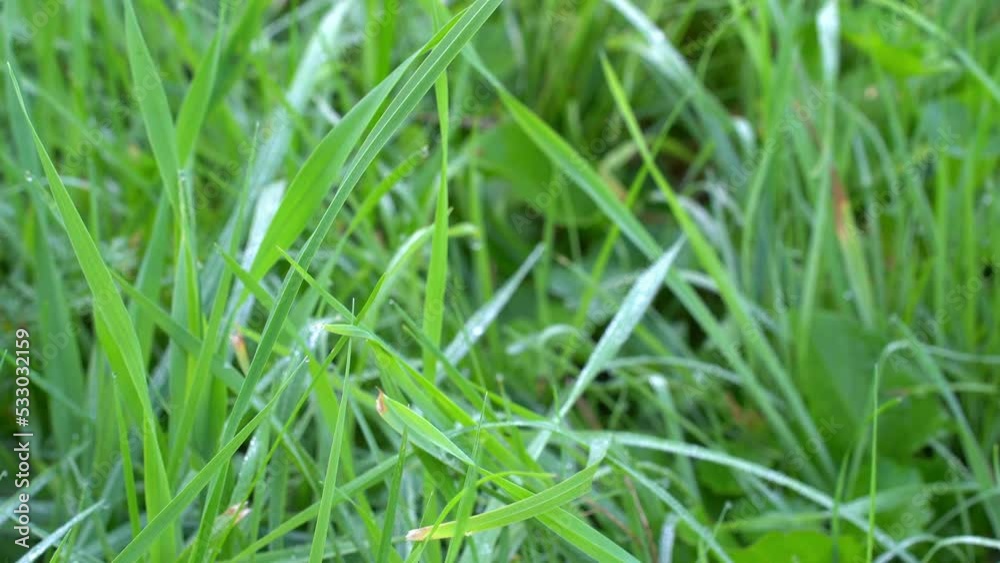 Grasses full of dew, the camera moves from the general plan of green herbs to specific grasses studded with small transparent drops of dew. Grasses full of dew, the camera moves from the general plan of green herbs to specific grasses studded with small transparent drops of dew.
