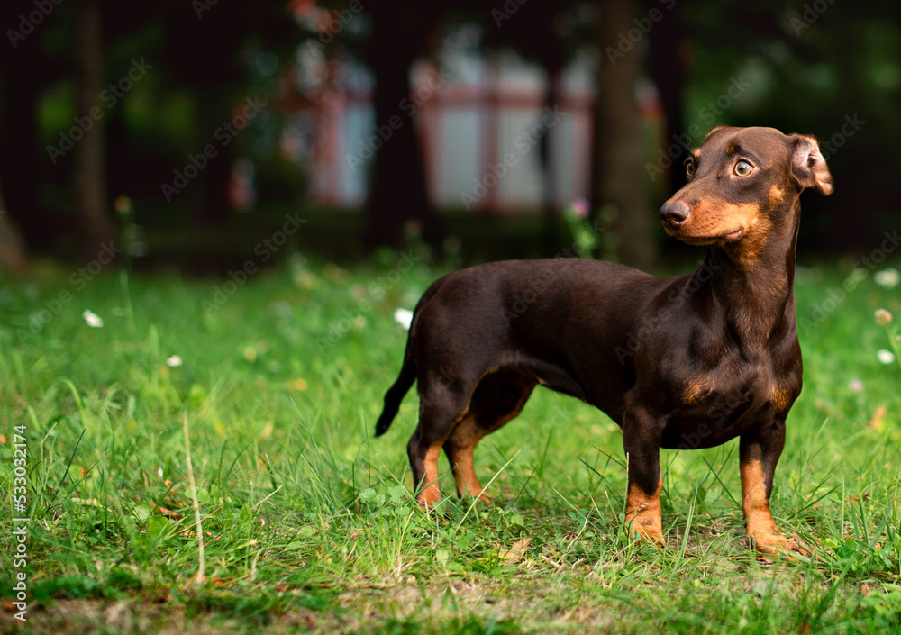 The dachshund is brown for up to six months. The dog stands on a background of blurred green grass and trees. The dog looks away. The photo is blurred. The dachshund is brown for up to six months. The dog stands on a background of blurred green grass and trees. The dog looks away. The photo is blurred.