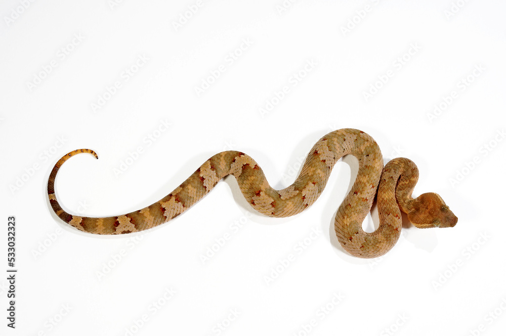 Flat-nosed pitviper // Braune Bambusotter (Craspedocephalus puniceus) Flat-nosed pitviper // Braune Bambusotter (Craspedocephalus puniceus)