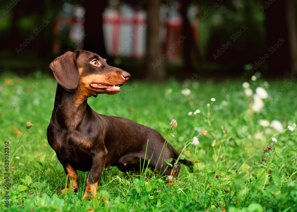The dachshund is brown for up to six months. The dog sits on a background of blurred green grass and trees. The dog looks away. The photo is blurred.
