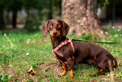 The dachshund is brown to her half year. The dog sits on a background of blurred green grass and trees. The dog has a leash and a collar around its neck. The photo is blurred.