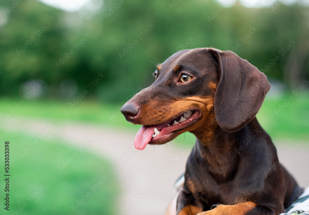 The brown taxi is a year old. The owner holds her in his arms. The dog looks to the side against a background of blurred green trees and an alley. The photo is blurred